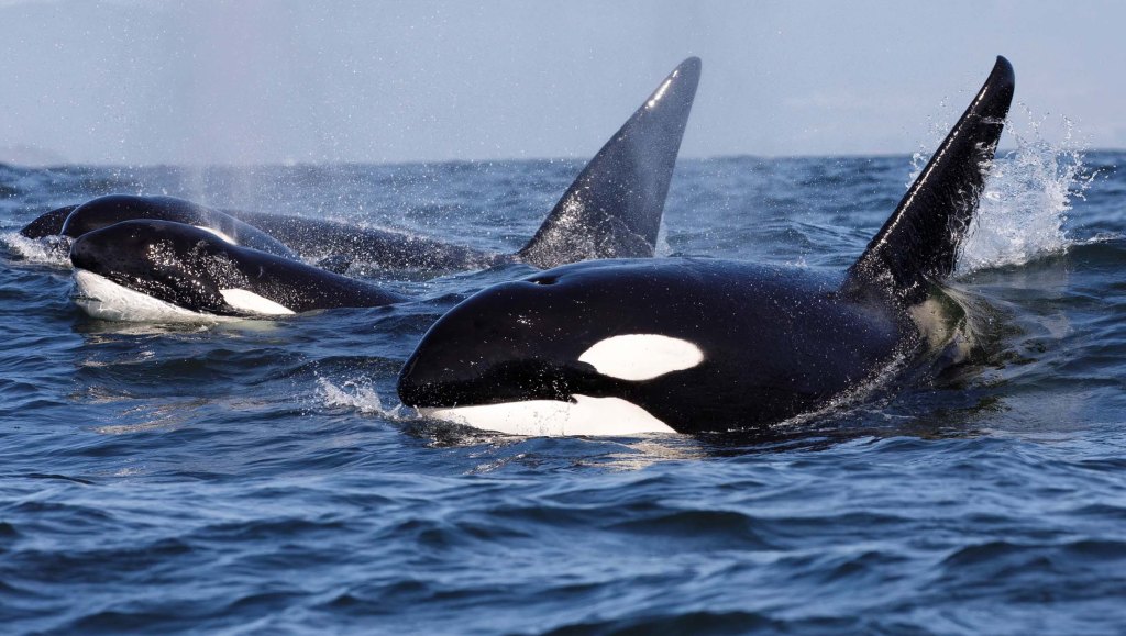 ¡Ya están aquí!. Orcas, interacciones, veleros y monstruos en las cartas&nbsp;náuticas.