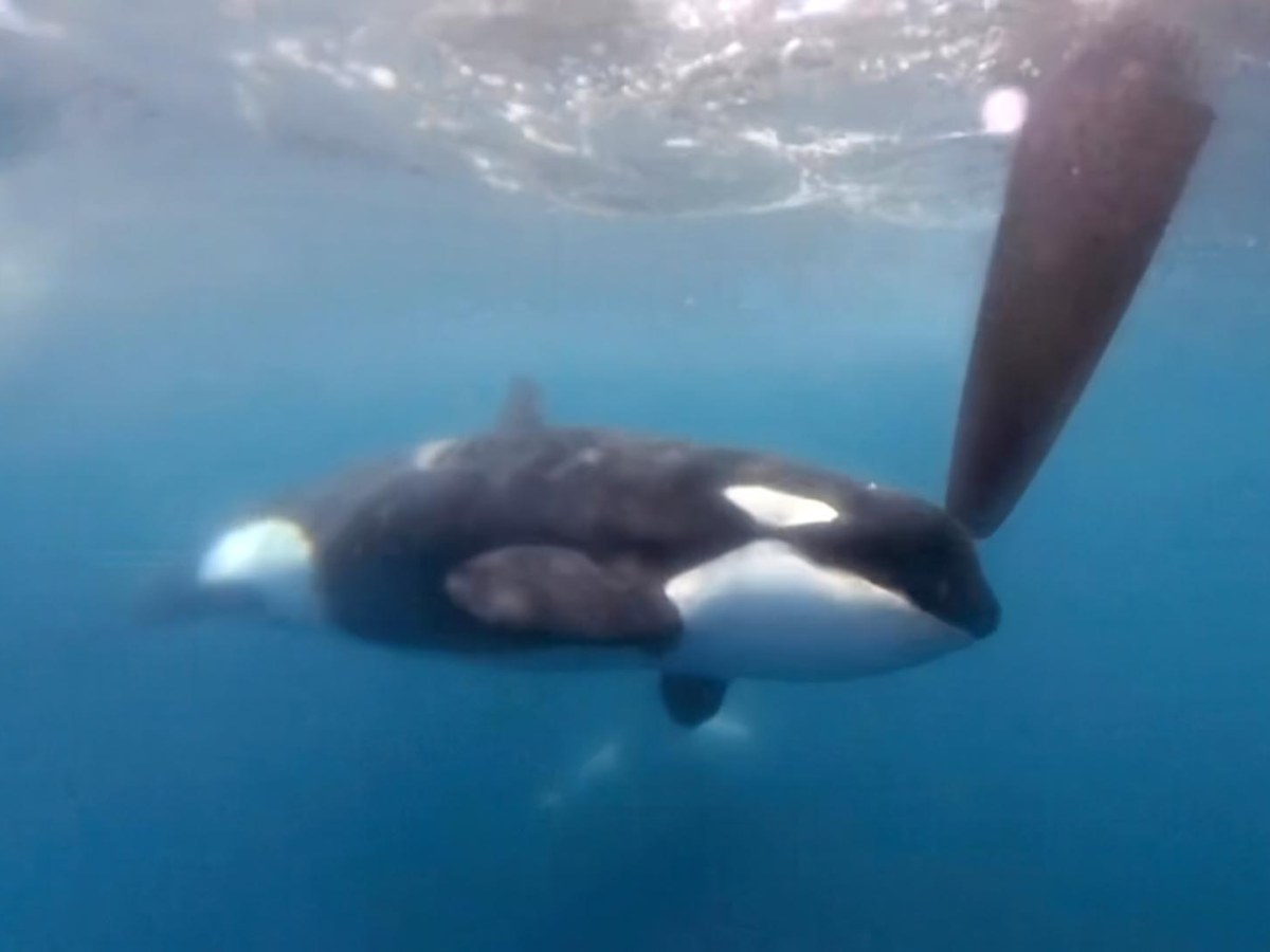 Orcas, ataques e interacciones: más leña al fuego de la polémica acerca de como&nbsp;defenderse