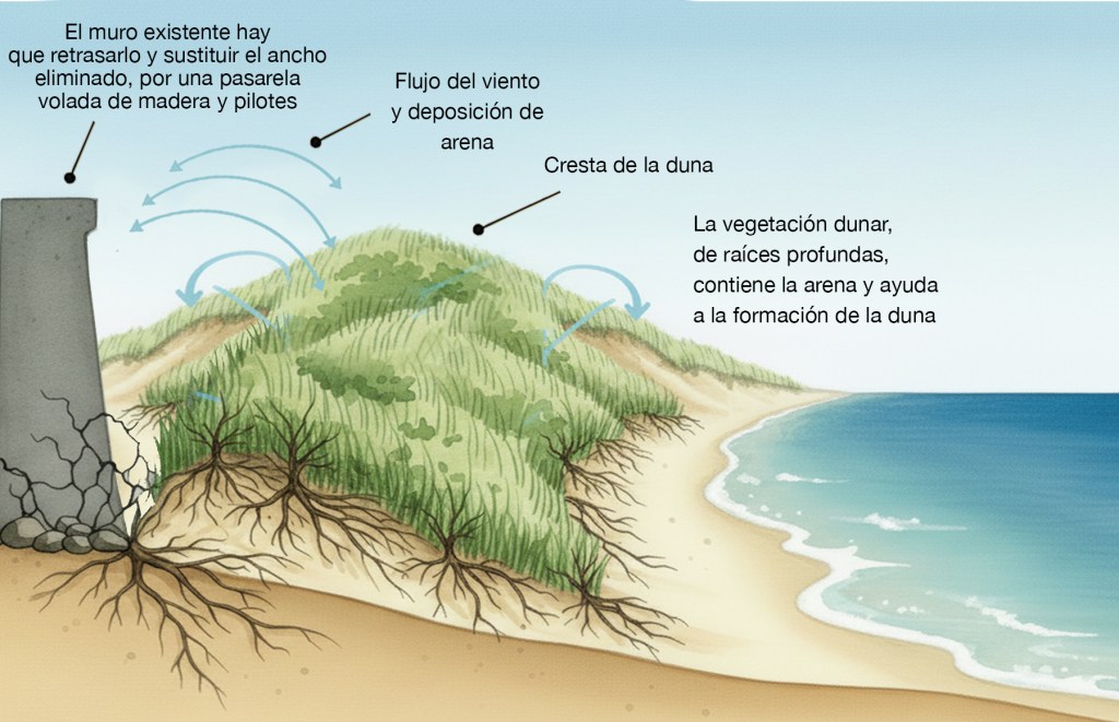 Propuesta de recuperación de la playa de Panxón